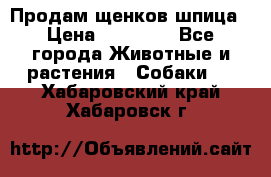 Продам щенков шпица › Цена ­ 25 000 - Все города Животные и растения » Собаки   . Хабаровский край,Хабаровск г.